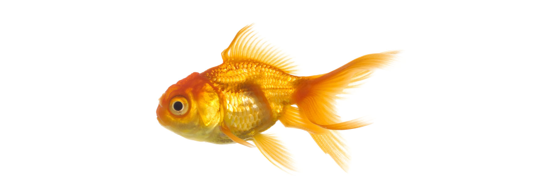 Анимированная Золотая рыбка на прозрачном фоне