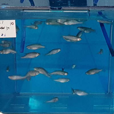 Laboratory Fish
